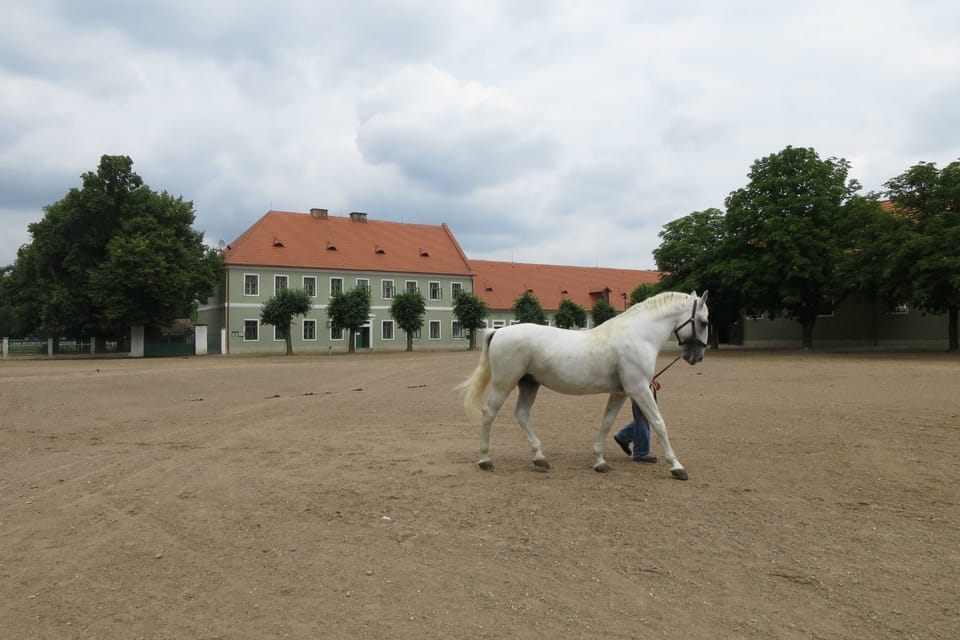 Le haras national de Kladruby nad Labem | Photo: Tereza Brázdová, ČRo Le haras national de Kladruby nad Labem | Photo: Tereza Brázdová, ČRo