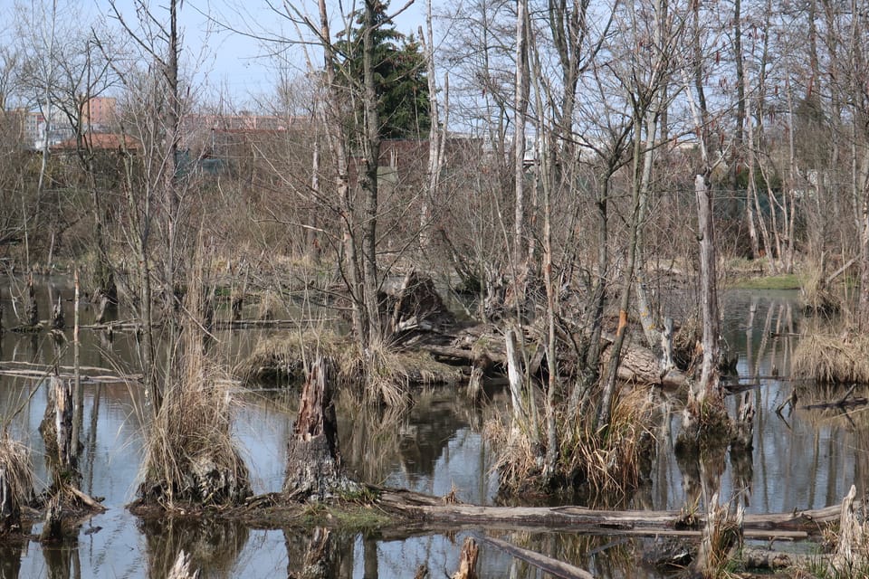 L’étang Pískovna à Prague - Dolní Počernice | Photo: Štěpánka Budková, Radio Prague Int. L’étang Pískovna à Prague - Dolní Počernice | Photo: Štěpánka Budková, Radio Prague Int.
