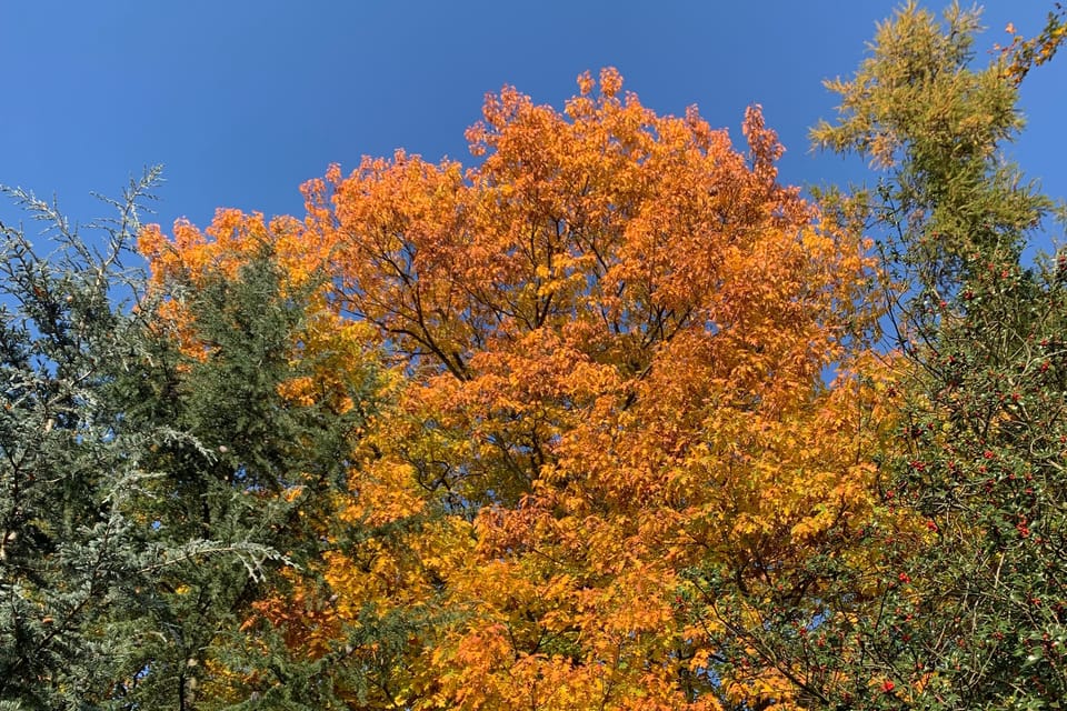 L'automne dans le jardin botanique | Photo: Mélie Toussaint, Radio Prague Int. L'automne dans le jardin botanique | Photo: Mélie Toussaint, Radio Prague Int.