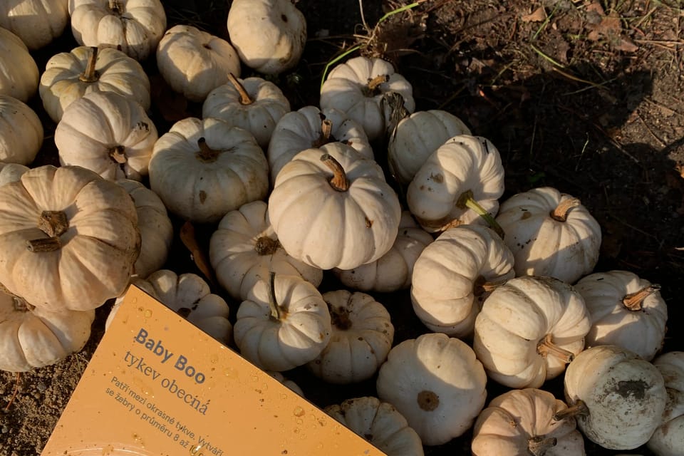 Les citrouilles au jardin botanique de Prague | Photo: Mélie Toussaint, Radio Prague Int. Les citrouilles au jardin botanique de Prague | Photo: Mélie Toussaint, Radio Prague Int.