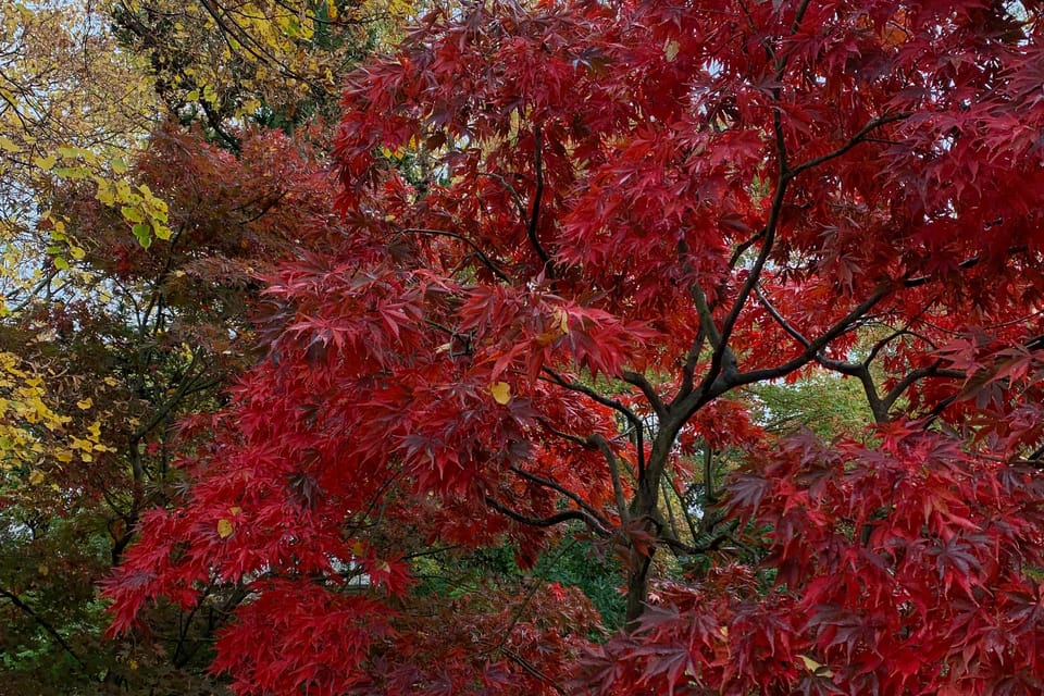 L'automne dans le jardin botanique | Photo: Mélie Toussaint,  Radio Prague Int.
