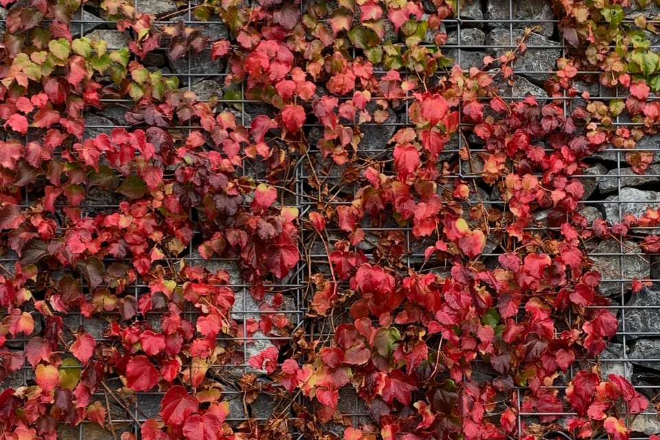 L'automne dans le jardin botanique | Photo: Mélie Toussaint,  Radio Prague Int.