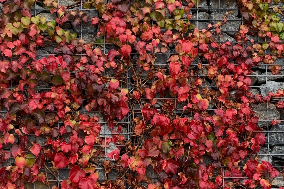 L'automne dans le jardin botanique | Photo: Mélie Toussaint, Radio Prague Int. L'automne dans le jardin botanique | Photo: Mélie Toussaint, Radio Prague Int.