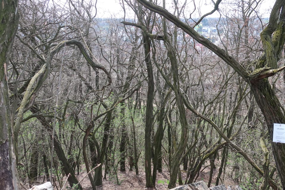 Le parc naturel Smetanka à Prague - Hrdlořezy | Photo: Štěpánka Budková, Radio Prague Int. Le parc naturel Smetanka à Prague - Hrdlořezy | Photo: Štěpánka Budková, Radio Prague Int.