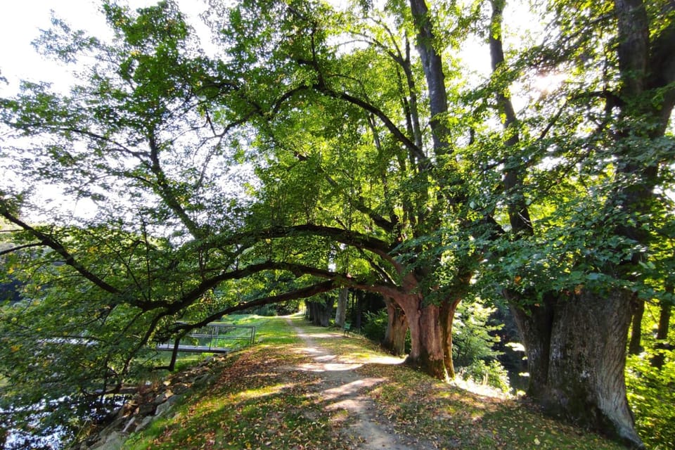 L’allée Vlachovská à Počátky | Photo: Dáša Kubíková, ČRo L’allée Vlachovská à Počátky | Photo: Dáša Kubíková, ČRo