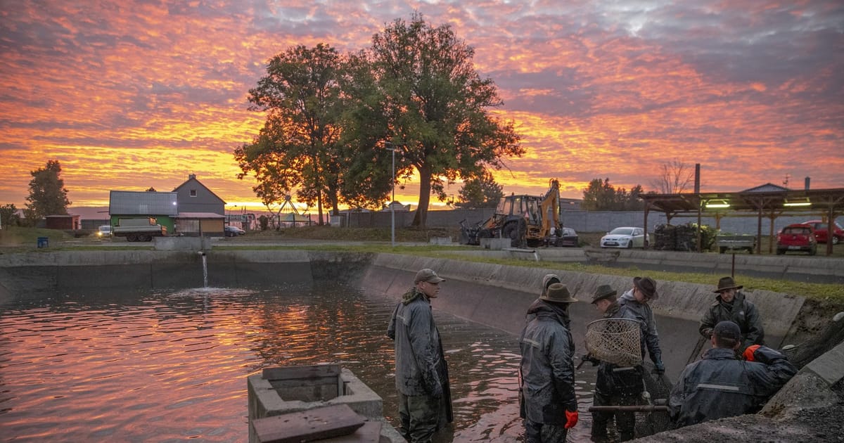 Pisciculture : traditionnelle vidange des étangs dans la région d’Olomouc 